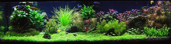 125 gallons planted tank (mostly live plants and fish) - Malawi Redux