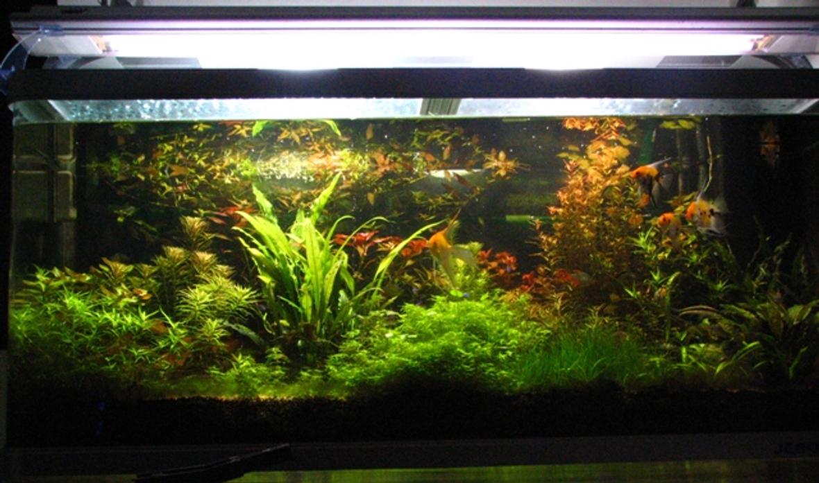 100 gallons planted tank (mostly live plants and fish) - Jebo 5oo litre tank 50cm by 50cm by 60cm Lighting: 2 HQI 150W 5400K + 2 times 36W Interpet triton Substrate: Fondo Vivo Prodac inyternational + humus + humus plus Filtration: Eheim 2260 cannister pressurised co2 4 kg Fertiliser: Tropica master grow + PMDD
