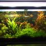 100 gallons planted tank (mostly live plants and fish) - Jebo 5oo litre tank 50cm by 50cm by 60cm Lighting: 2 HQI 150W 5400K + 2 times 36W Interpet triton Substrate: Fondo Vivo Prodac inyternational + humus + humus plus Filtration: Eheim 2260 cannister pressurised co2 4 kg Fertiliser: Tropica master grow + PMDD