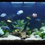 90 gallons freshwater fish tank (mostly fish and non-living decorations) - African cichlid tank