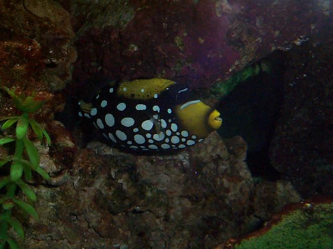 saltwater fish - balistoides conspicillum - clown triggerfish stocking in 90 gallons tank - clown