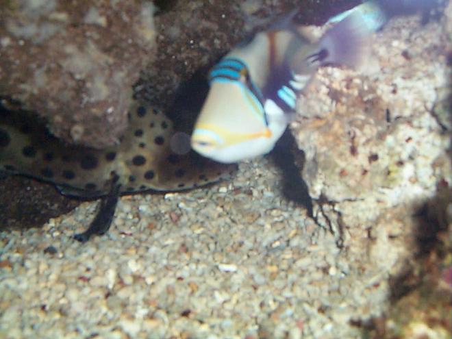 saltwater fish - rhinecanthus aculeatus - humu picasso triggerfish stocking in 90 gallons tank - huma