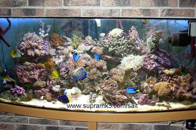 125 gallons reef tank (mostly live coral and fish) - 125gallon
