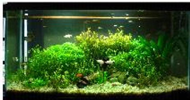 40 gallons planted tank (mostly live plants and fish) - full view
