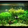 40 gallons planted tank (mostly live plants and fish) - full view
