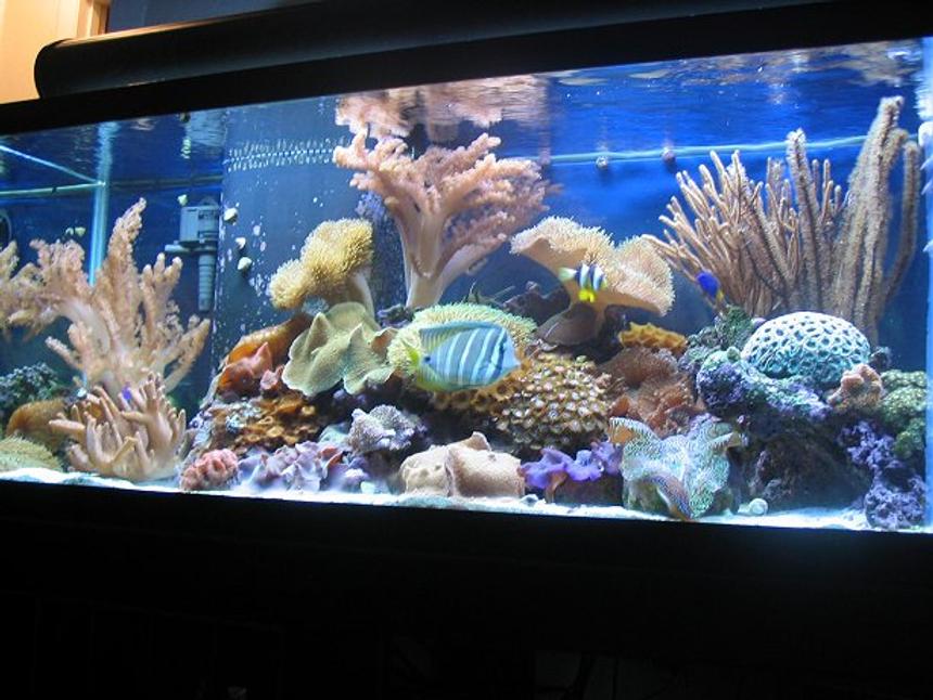 Rated #30: 75 Gallons Reef Tank - 75 gallon reef tank