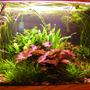 30 gallons planted tank (mostly live plants and fish) - My 30 gallon. 91 watts of compact flourescent. DIY CO2. HOB filter. natural gravel and fluorite. lots of plants. hope you like it.