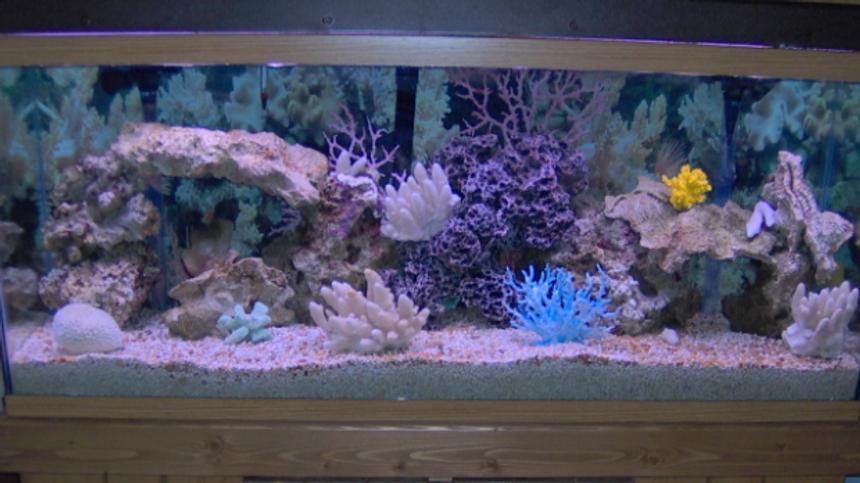 Rated #22: 55 Gallons Saltwater Fish Tank - New tank, no fish yet