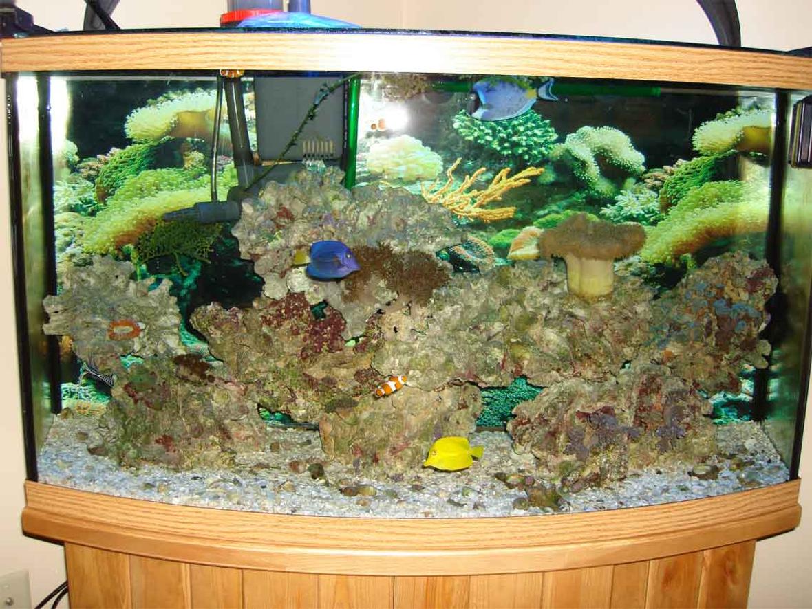 46 gallons reef tank (mostly live coral and fish) - 2