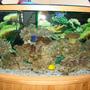 46 gallons reef tank (mostly live coral and fish) - 2