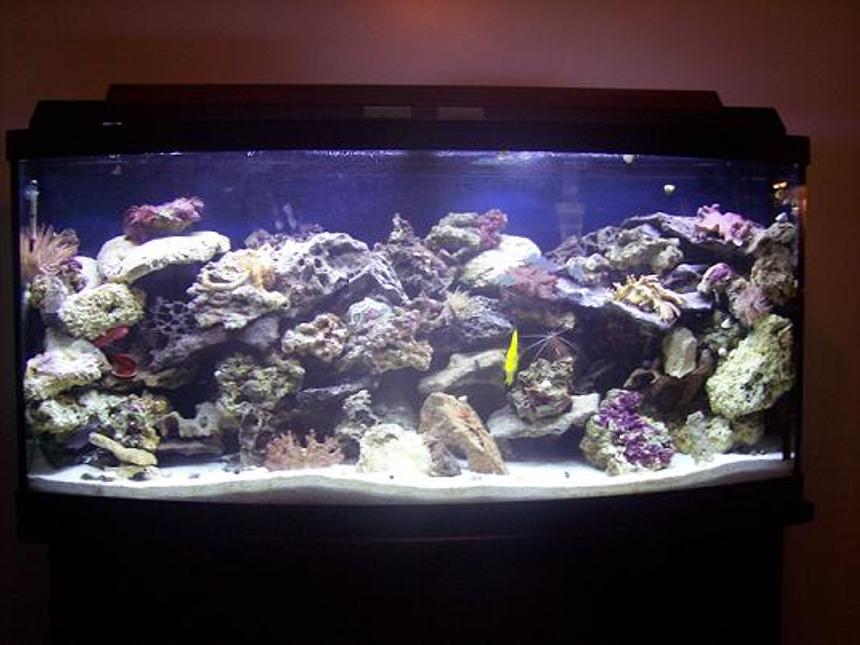 Rated #3: 72 Gallons Saltwater Fish Tank - 72 Gal. bow front. There is 1 emperior 400 filter with along with a magnum 350 and a skilter 450. This tank has:  60 pounds reef sand, 75 lbs base rock, 50 lbs live rock, 2 leather corals, 3 anemones,3 feather dusters, 3 colonies of red mushrooms, 1 clam, 1 yellow tang,1 demsal, 1 maroon clown, 1 scooter blenny, 5 chromis, 1 pink cucumber,2 cleaner shrimp, 1 scallop, 1 angelfish, 1 serpent star.