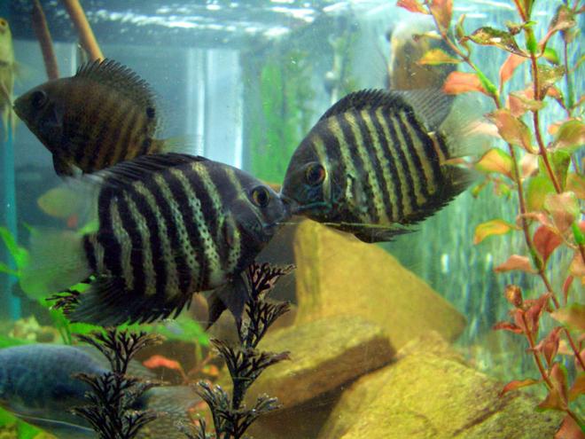 freshwater fish - heros serverus - green severum stocking in 75 gallons tank - pair green severums