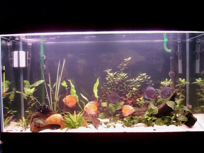 63 gallons planted tank (mostly live plants and fish) - Make your own world real :)