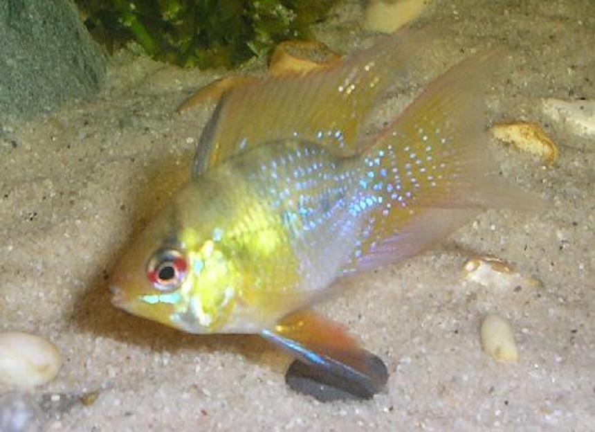 Rated #65: Freshwater Fish - Papiliochromis Ramirezi - Gold Ram Stocking In 15 Gallons Tank - This is my new ram he is a long finned ballon ramirezi.His water his filtered through peat and i do daily 5% water changes to keep ammonia and nitrite levels in check.Saddly he has now passed on because he got caught in the filter god bless his fishy soul.RIP 14/2/06