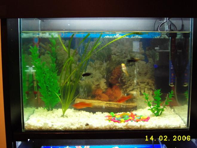 12 gallons freshwater fish tank (mostly fish and non-living decorations) - Livebearers
