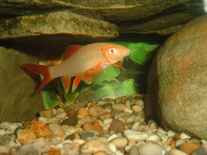 freshwater fish - epalzeorhynchos frenatus - albino rainbow shark stocking in 100 gallons tank - Albino Rainbow shark in its cave