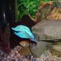 freshwater fish - betta splendens - betta stocking in 100 gallons tank - My blue betta