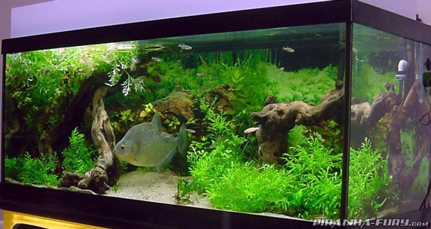 Rated #20: 75 Gallons Planted Tank - S.rhombeus,I've got some Zebra Danios, Black Neons, Jumbo Neons, Lemon Tetras,Black Skirt Tetra ghost shrimp and a Pleco and a 10" Diamond Rhom.