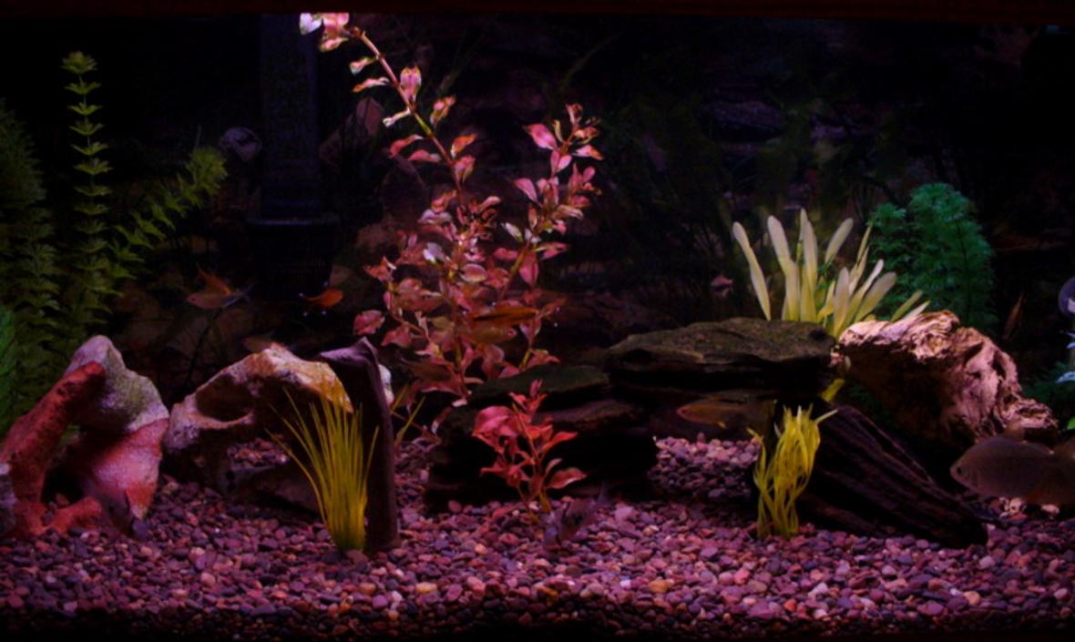 30 gallons freshwater fish tank (mostly fish and non-living decorations) - My tank. For some reason this website seems to darken the pictures. I'll have to play around with photoshop some more.
