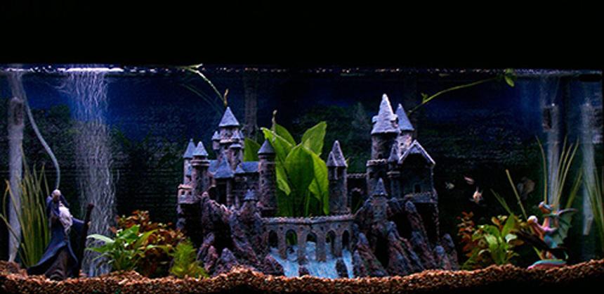 Rated #173: 55 Gallons Freshwater Fish Tank - Magical