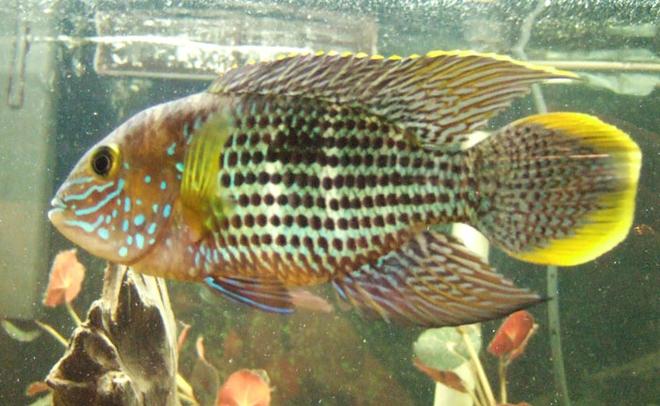 freshwater fish - aequidens rivulatus - green terror stocking in 75 gallons tank - green terror