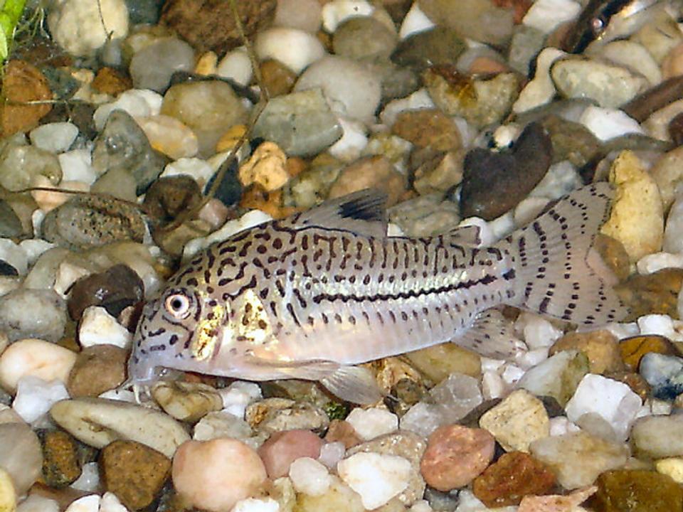 freshwater fish - corydoras nanus - nanus cory cat stocking in 20 gallons tank - A picture of one of my Cory Cats.