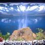 30 gallons freshwater fish tank (mostly fish and non-living decorations) - THE RING OF FIRE!!!