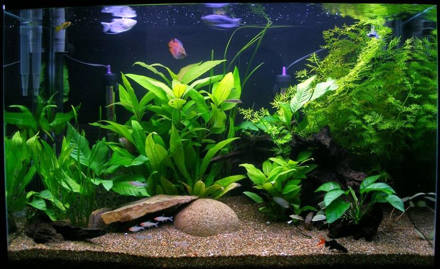 Rated #42: Planted Tank - 135lt (36 Gal) planted community display, featuring dwarf gouramis and a rummy-nose tetra school.