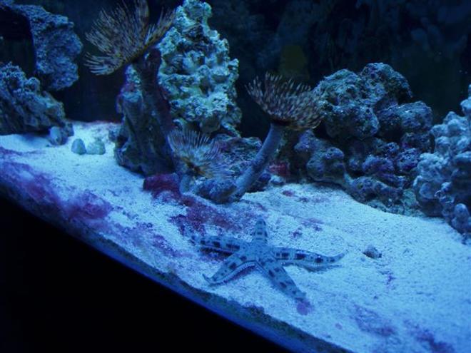 corals inverts - archaster typicus - archaster starfish - Archaster starfish