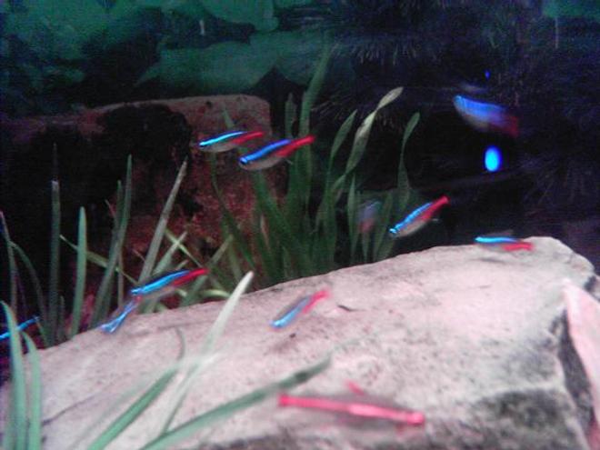 freshwater fish - hemigrammus erythrozonus - glowlight tetra stocking in 100 gallons tank - Neons and a glowlight tetra