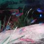 freshwater fish - hemigrammus erythrozonus - glowlight tetra stocking in 100 gallons tank - Neons and a glowlight tetra
