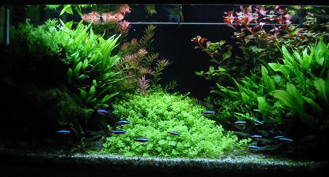 47 gallons planted tank (mostly live plants and fish) - Front view of my 180 liters tank