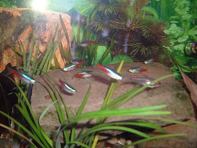 freshwater fish - paracheirodon innesi - neon tetra stocking in 100 gallons tank - Neon Tetras