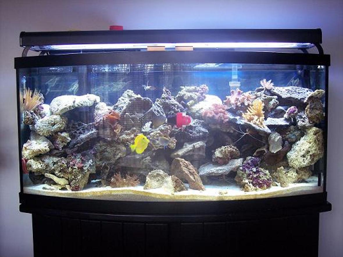 72 gallons reef tank (mostly live coral and fish) - 72 Gal. bow front. There is 1 emperior 400 filter with along with a magnum 350 and a skilter 450. This tank has: 60 pounds reef sand, 75 lbs base rock, 50 lbs live rock, 2 10,000 Bulbs, 2 6500k Bulbs, 2 Luner Bulbs, 2 actinic bulbs, 2 moon lights, 2 leather corals, 3 anemones,3 feather dusters, 3 colonies of red mushrooms, 1 clam, 1 yellow tang,1 demsal, 1 maroon clown, 1 scooter blenny, 5 chromis, 1 pink cucumber,2 cleaner shrimp, 1 scallop, 1 angelfish, 1 serpent star.