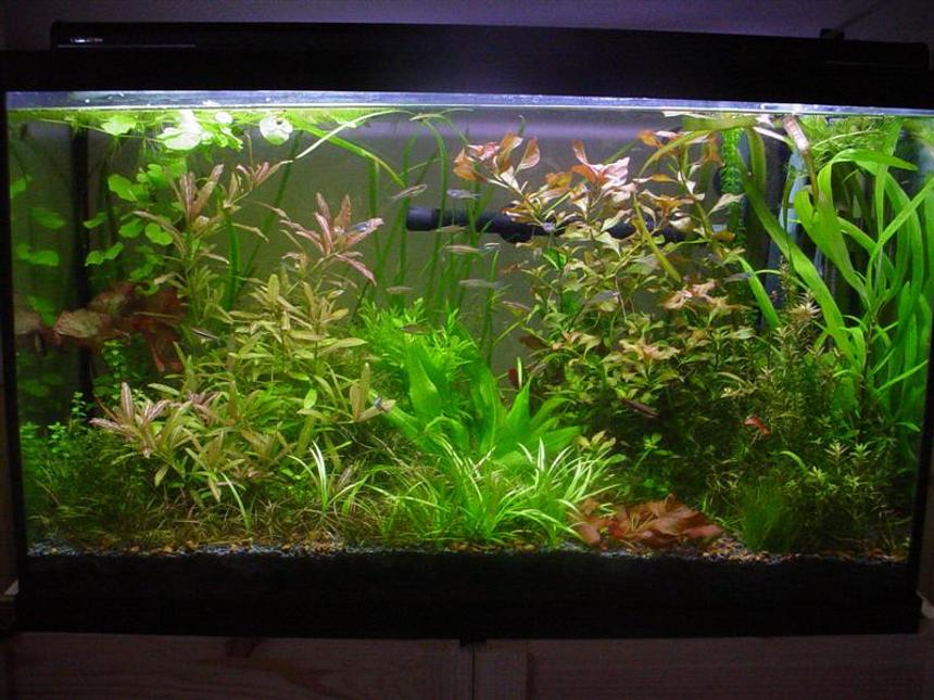Rated #43: 29 Gallons Planted Tank - Eclectic and wild. Photo taken February 19, 2006
