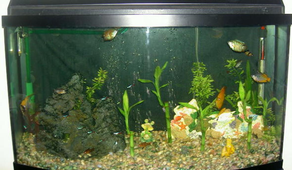46 gallons freshwater fish tank (mostly fish and non-living decorations) - 56 bow front tank with 14, neon tetras, 2 serpa Tetras, 2 daniso barbs, 2 rainbows, a dwark frong, snowball plece, angel, and one BIG DISCUS