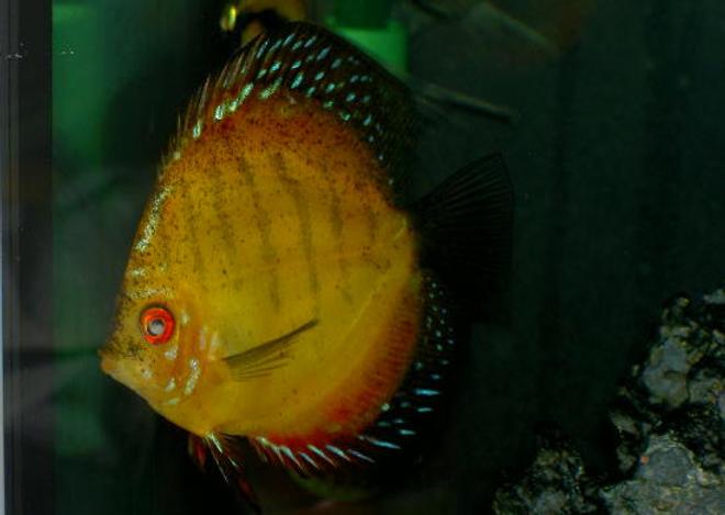 freshwater fish - symphysodon sp. - royal red discus stocking in 46 gallons tank - One Really big Discus