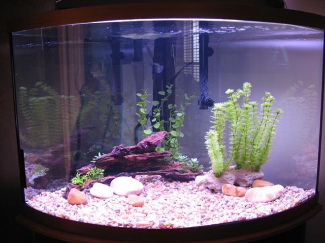 36 gallons freshwater fish tank (mostly fish and non-living decorations) - Fresh New Tank