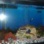 30 gallons freshwater fish tank (mostly fish and non-living decorations) - Cichkids' Tank