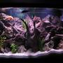 45 gallons freshwater fish tank (mostly fish and non-living decorations) - 45gal. cichlid tank