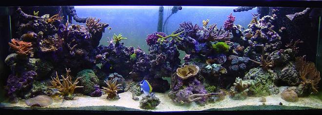180 gallons reef tank (mostly live coral and fish) - Full Shot of my Oceanic RR180