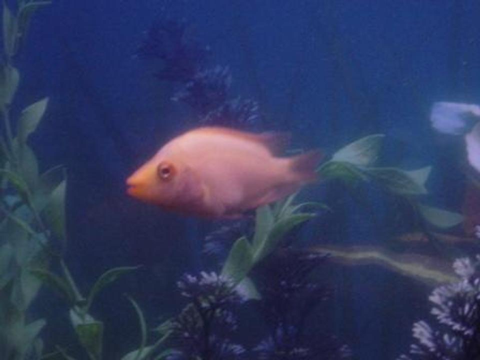 freshwater fish - helostoma temmincki - kissing gourami stocking in 55 gallons tank - more fish