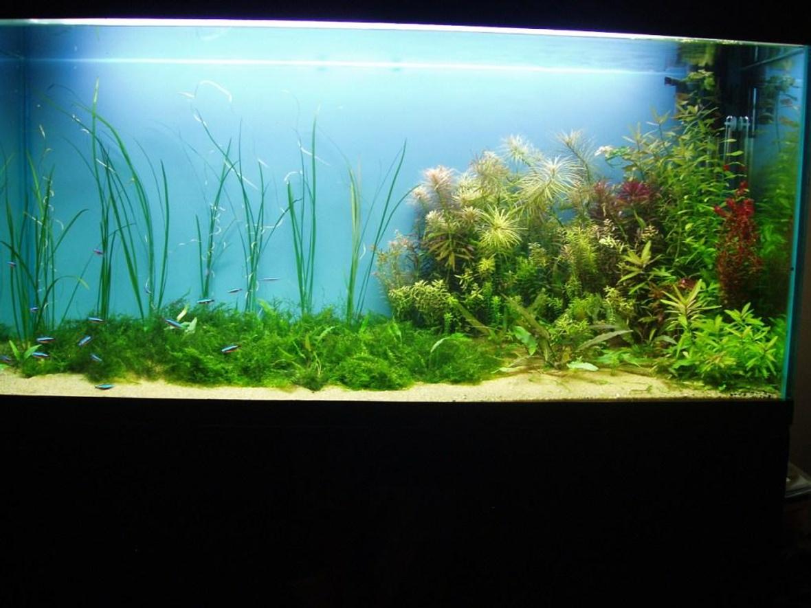 75 gallons planted tank (mostly live plants and fish) - my old fish tank