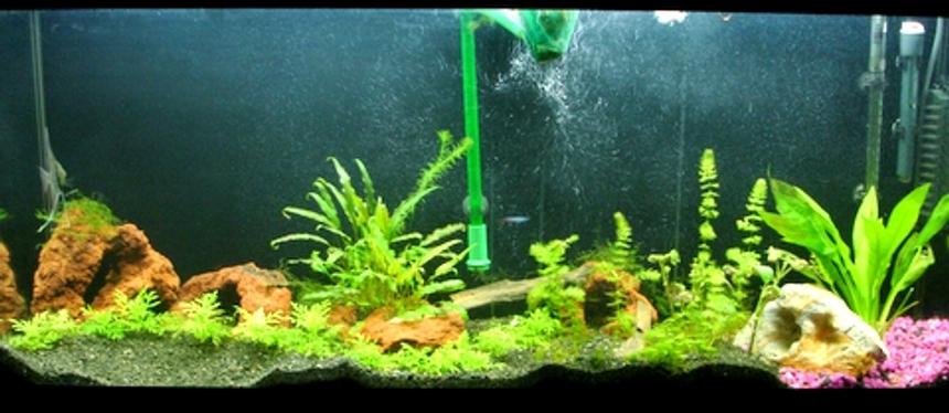 Rated #147: 55 Gallons Planted Tank - 55 Gallon Freshwater Planted Tank