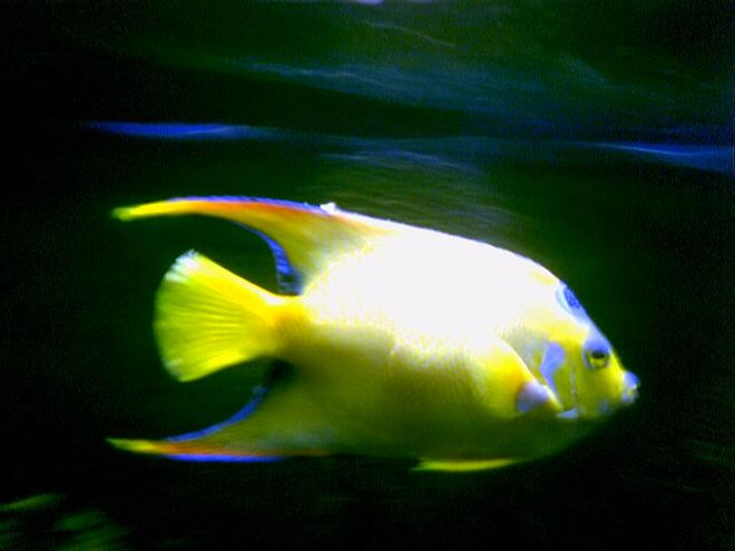 saltwater fish - holacanthus ciliaris - queen angelfish stocking in 125 gallons tank - Queen Angel in my 125