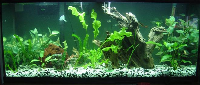 55 gallons freshwater fish tank (mostly fish and non-living decorations) - this is my tank...