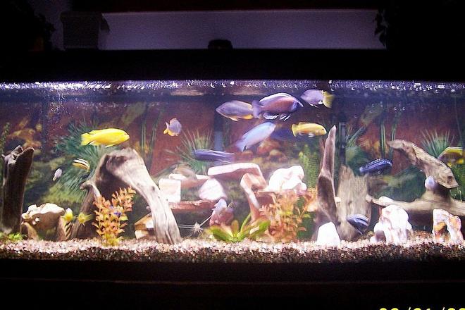 125 gallons freshwater fish tank (mostly fish and non-living decorations) - 125 Gallon Chiclid tank including Sofocoli, Chipoke, Johanni, Yellow Labs, and a Pictus Cat.