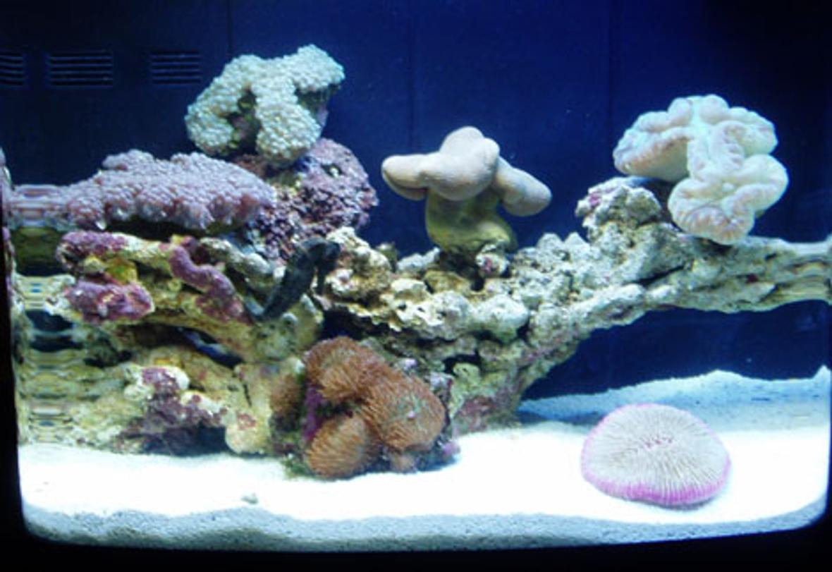 12 gallons reef tank (mostly live coral and fish) - 12gal Aquapod with Pearl Bubble coral..plate coral..green frilly mushrooms...open brain coral,,and toadstool,,,