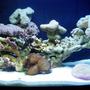 12 gallons reef tank (mostly live coral and fish) - 12gal Aquapod with Pearl Bubble coral..plate coral..green frilly mushrooms...open brain coral,,and toadstool,,,
