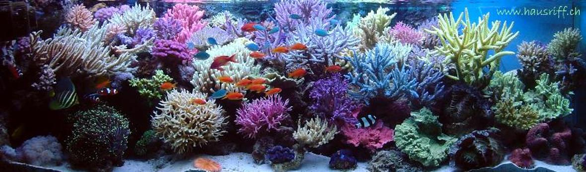 210 gallons reef tank (mostly live coral and fish) - full view